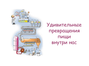 Пищеварение: Удивительные превращения пищи в организме