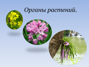 Органы растений: функции и классификация