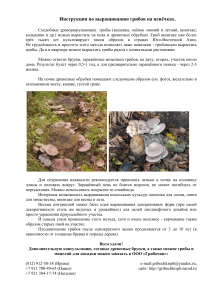 Выращивание грибов на пнях: инструкция для начинающих